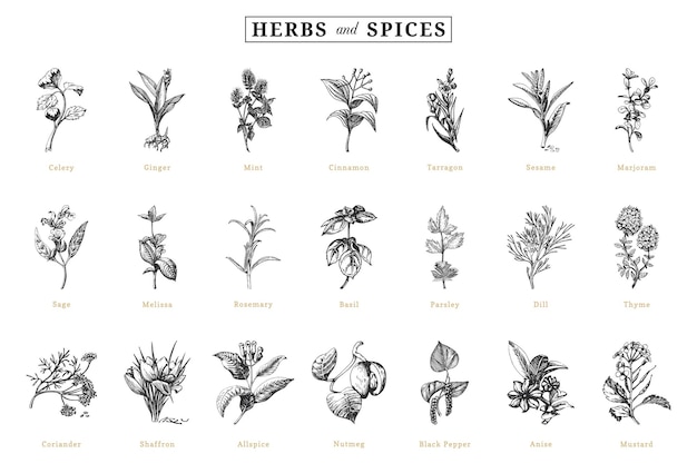 Vector herbs and spices vector sketchs design elements