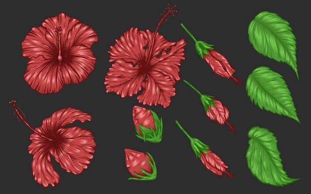 Hibiscus flower vector set by hand drawing