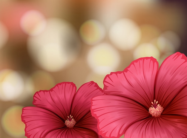 Hibiscus flowers on blur background