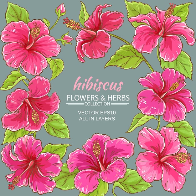 Hibiscus vector frame