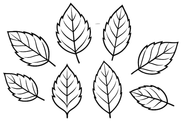 Hickory Leaf line art celebrating the beauty of delicate hickory foliage