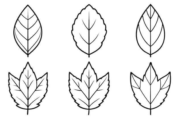 Vector hickory leaf line art showcasing detailed artistry in hickory foliage