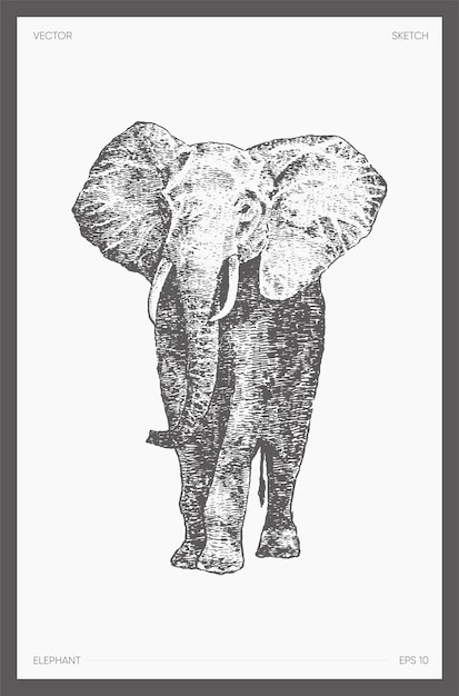 Vector high detail hand drawn vector illustration of elephant, realistic drawing, sketch