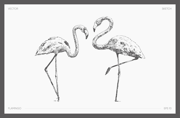 High detail hand drawn vector illustration of flamingo, realistic drawing, sketch