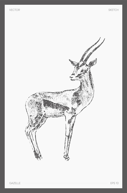 High detail hand drawn vector illustration of gazelle, realistic drawing of antelope, sketch