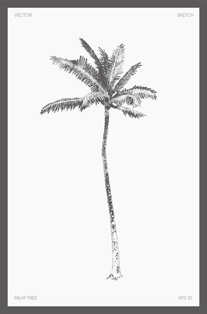 High detail hand drawn vector illustration of palm tree, realistic drawing, sketch