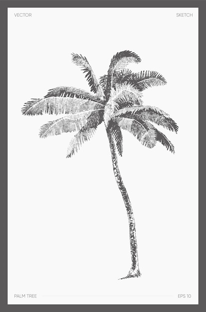 High detail hand drawn vector illustration of palm tree, realistic drawing, sketch