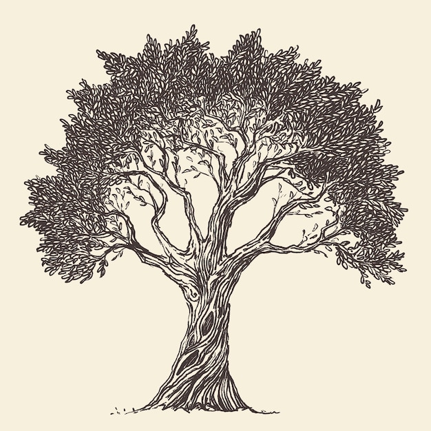 High detail illustration of an old olive tree, hand drawn