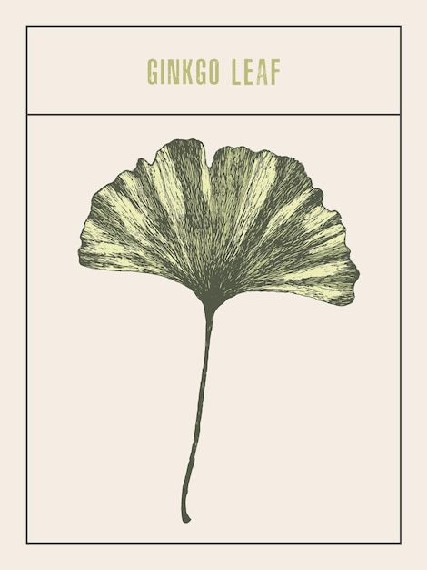 High detailed vector illustration of a ginkgo leaf, hand drawn, sketch