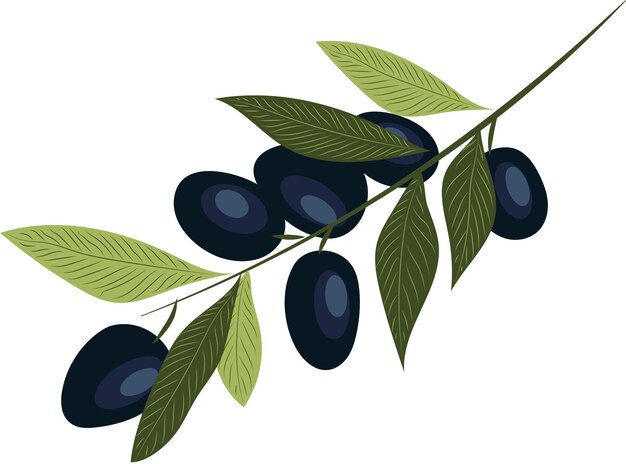 High quality vector illustration Branch with black olives and leaves