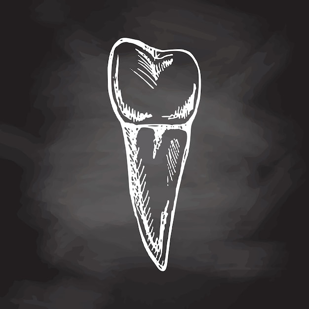 Highly detailed hand drawn human tooth with roots isolated on chalkboard background