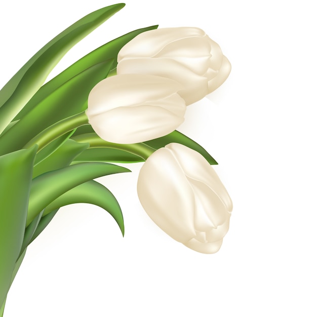 Holiday background with bouquet of white tulips. 