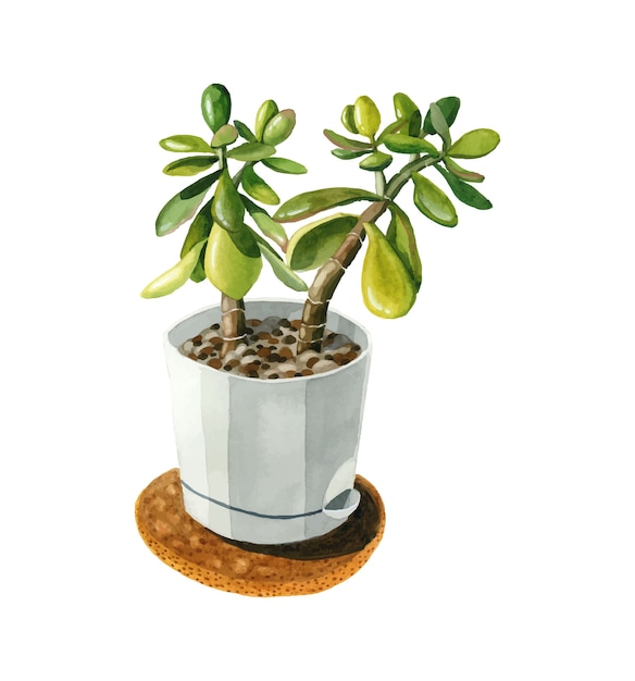 Home green plant crassula succulent  white pot