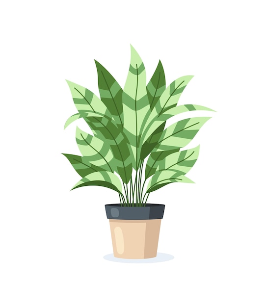 Home plant in flower pot isolated on white background in flat style Vector illustration