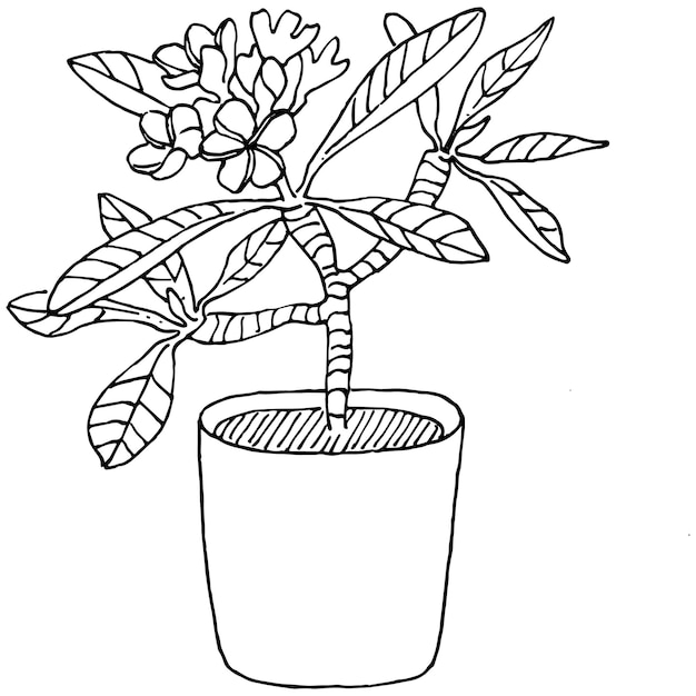 Home Plant in pots sketch. Outline drawing isolated  illustration of growing flowers in a hanging plant for interior home or office decoration. Vector of garden flowers.