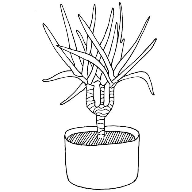 Home Plant in pots sketch. Outline drawing isolated  illustration of growing flowers in a hanging plant for interior home or office decoration. Vector of garden flowers.