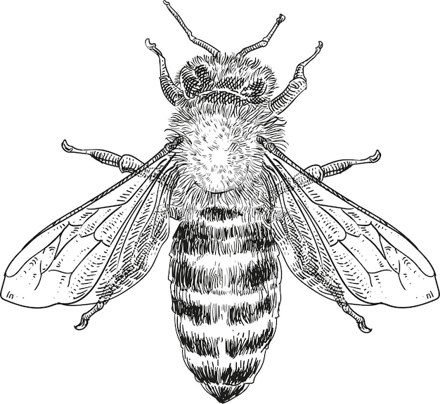 Honey bee colour vector illustration