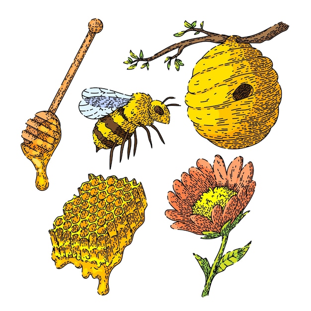 Honey bee set sketch hand drawn vector