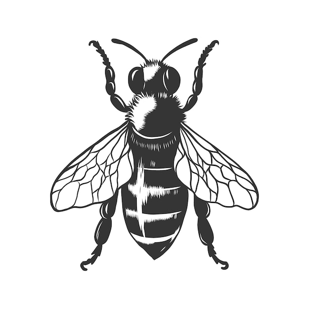 Honey bee vintage vector drawing Hand drawn Engraving style illustration for logo label packaging