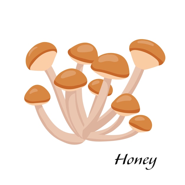 Honey mushroom Vector cartoon illustration of Japanese food isolated on a white background Raw vegetable