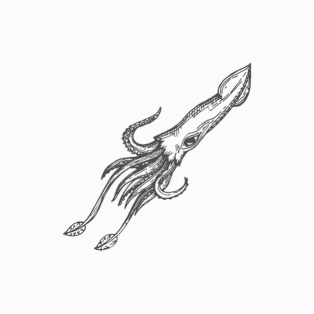 Hooked squid isolated marine animal mollusk sketch