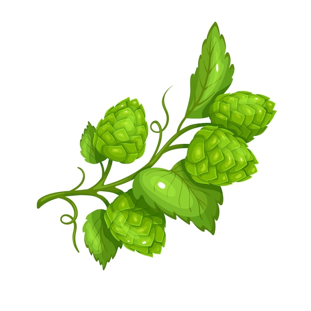 Hop branch, symbol of beer festival Oktoberfest. Vector illustration in cartoon style. Humulus lupulus branch with leaves and cones. Isolated vector illustration in cartoon style.