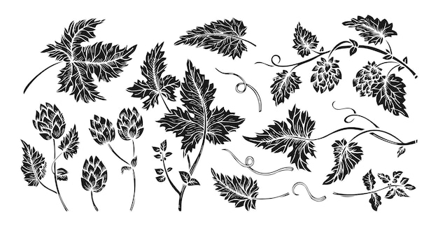 Hop plant branch leaves cones engraving set