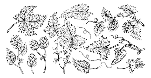 Hop plant branch leaves cones sketch design set