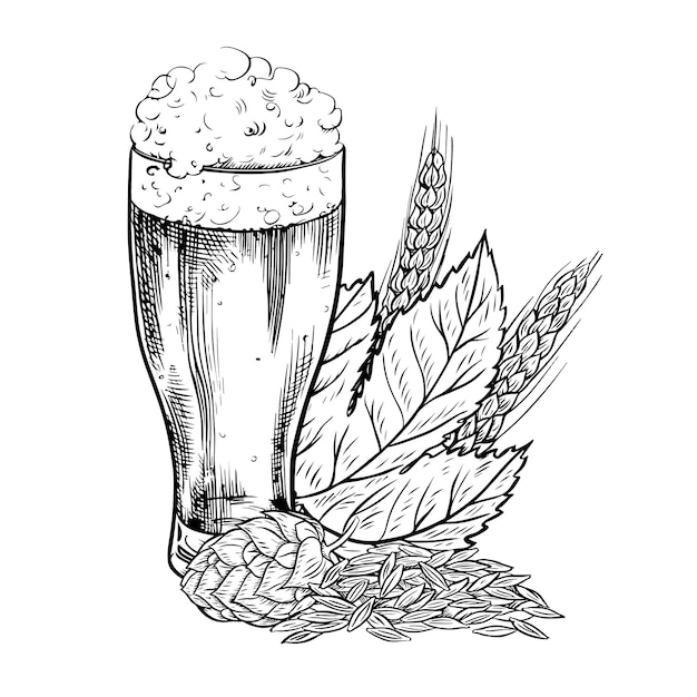 Vector hops malt beer glass beer mug vector black and white hand drawn illustration on a white background