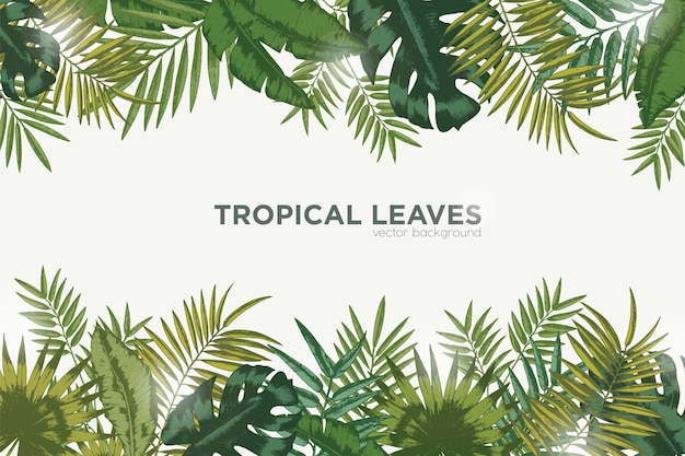 Horizontal background with green leaves of tropical palm tree, banana and monstera.