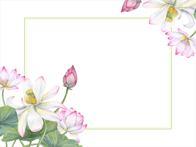 Horizontal frame of sacred lotus Flowers buds leaves Water lily pink white lotuses green leaf