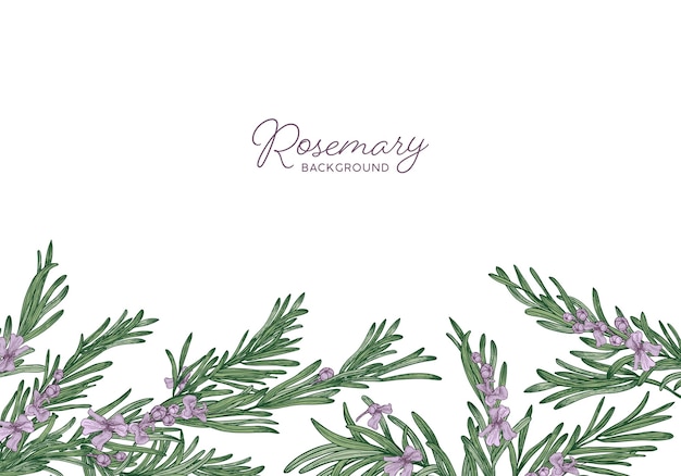 Vector horizontal herbal background decorated with rosemary sprigs at bottom edge