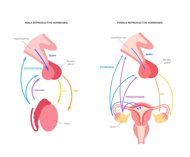 Hormonal control of male and female reproduction. Pituitary gland, uterus and testis anatomy. Pathway of testosterone, progesterone and estrogen from hypothalamus to internal organ vector illustration