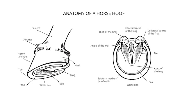 Horse info graphic poster design Anatomy of horse hoof Vector illustration