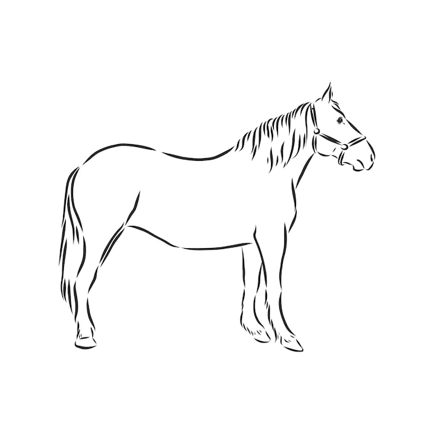 Horse vector illustration  black and white outline beautiful horse horse icon