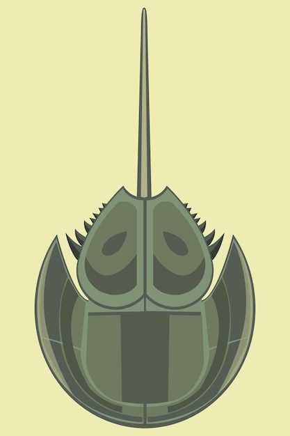 Horseshoe crab vector illustration