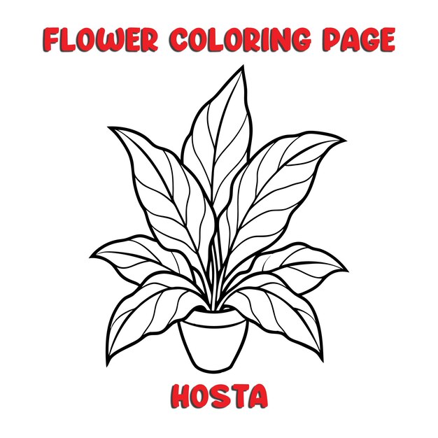 Vector hosta flowers coloring book for kids