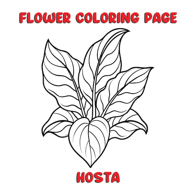 HOSTA flowers coloring book for kids