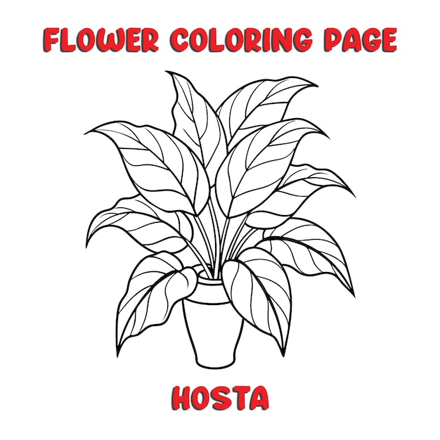 Vector hosta flowers coloring book for kids