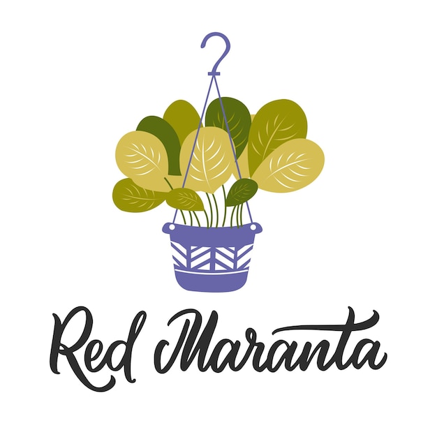 The house plant a Red Maranta The boho style and lettering design