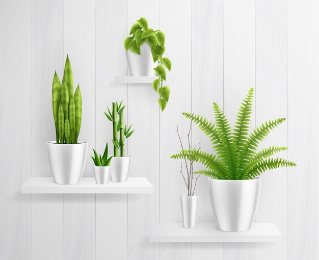 House plants in pot on shelves realistic illustration