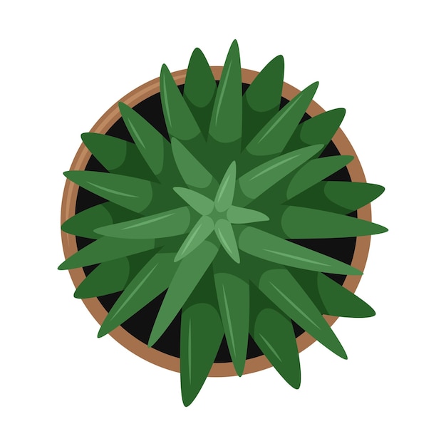 A house potted plant with leaves Aloe Top view Cartoon flat vector illustration isolated on white background