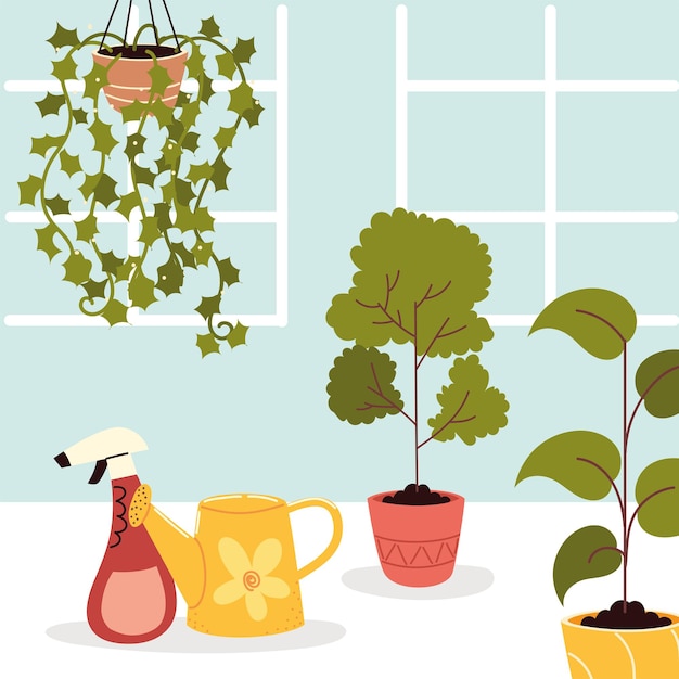 Houseplants care in the home