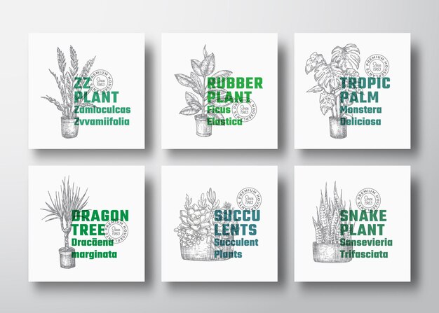 Vector houseplants label templates collection. hand drawn potted dracaena, monstera, etc. sketches with modern typography.