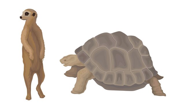 Vector huge turtle and meerkat as african animal vector set