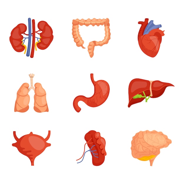 Human anatomical structure element with internal organs