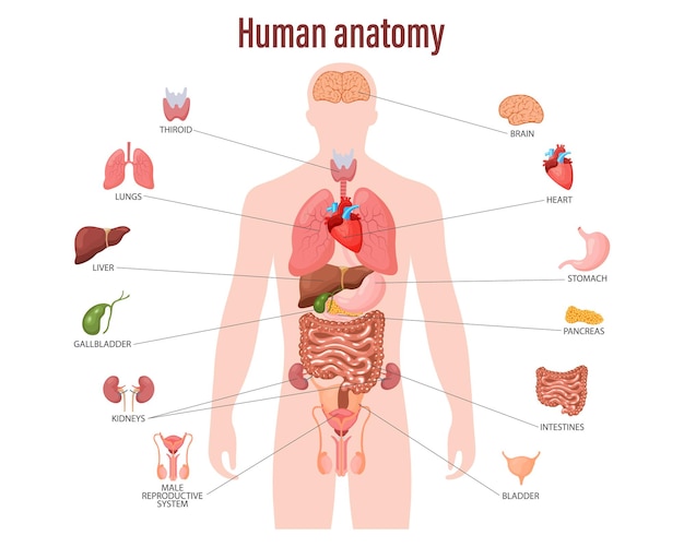 Human anatomy concept Infographic poster with the internal organs of the male body