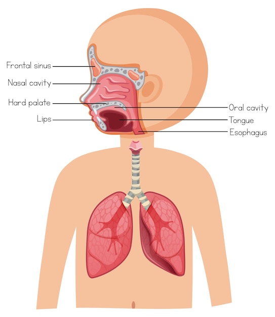 Human anatomy diagram cartoon style