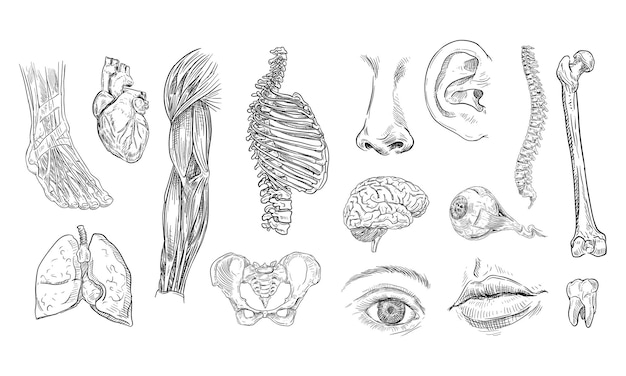 human anatomy handdrawn collection