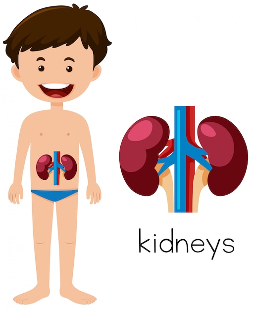 Vector a human anatomy of kidneys